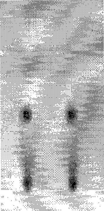 White peony root dispensing granule as well as preparation method and quality control method thereof