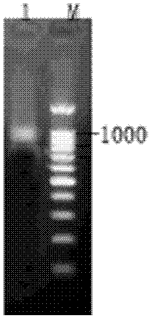 Indirect ELISA (Enzyme Linked Immunosorbent Assay) method for detecting anti-roundworm antibody by recombined roundworm ALAg protein antigen