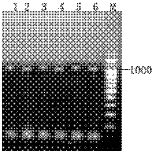 Indirect ELISA (Enzyme Linked Immunosorbent Assay) method for detecting anti-roundworm antibody by recombined roundworm ALAg protein antigen