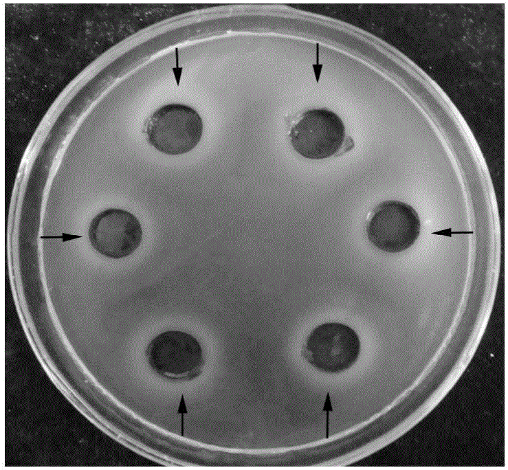 Plant-sourced pesticide for controlling tomato canker disease and preparation method thereof