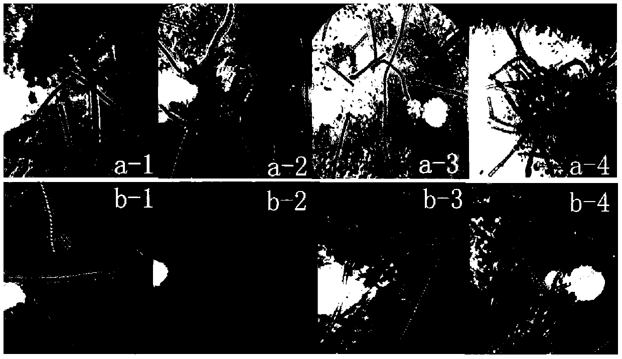 Anabaena flos-aquae embedding immobilization method