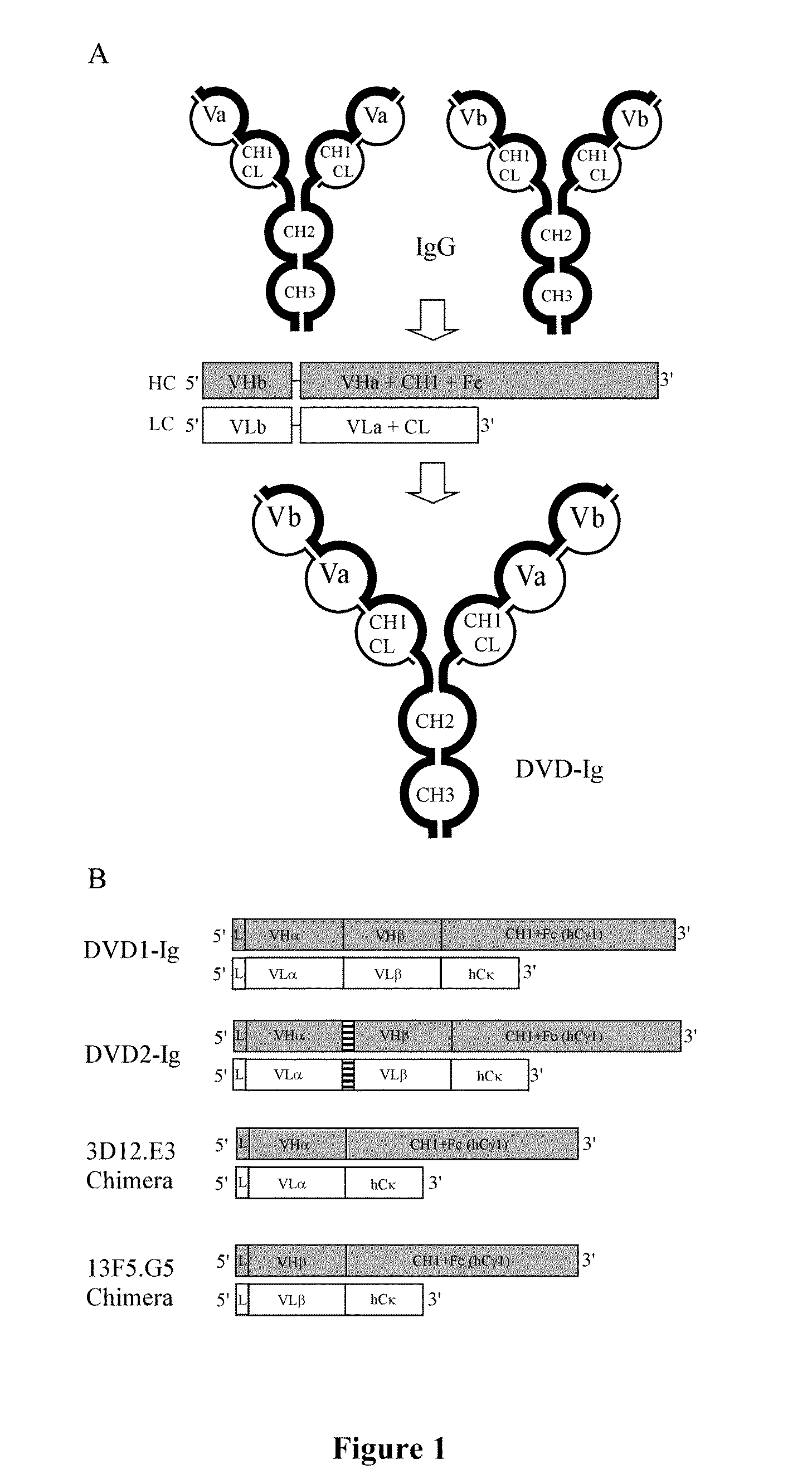 Prostaglandin e2 dual variable domain immunoglobulins and uses thereof