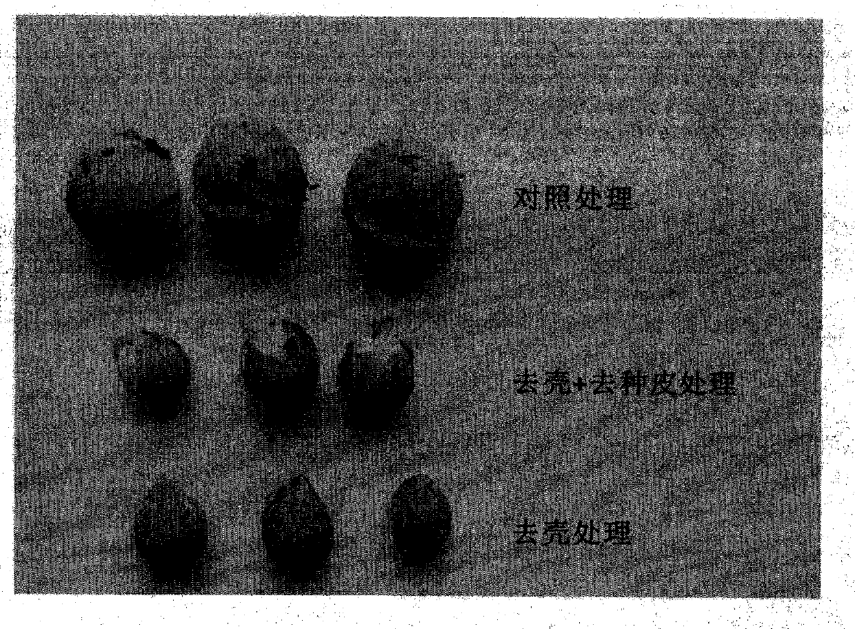 Method for promoting rapid and efficient germination of Chinese cherry seeds