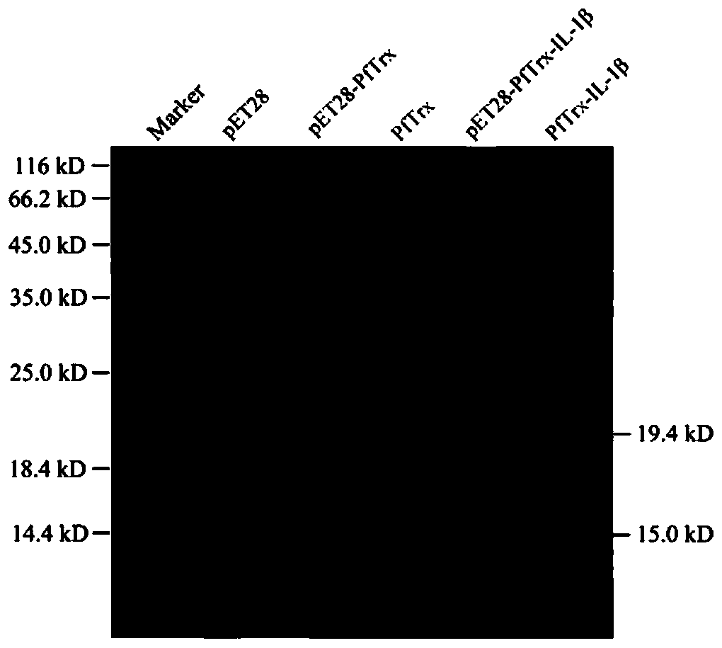 Interleukin-1β recombinant vaccine for the treatment of pulmonary fibrosis and its application