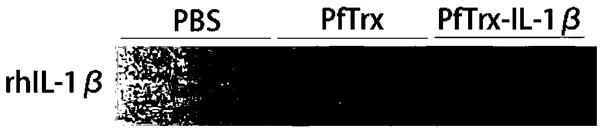 Interleukin-1β recombinant vaccine for the treatment of pulmonary fibrosis and its application