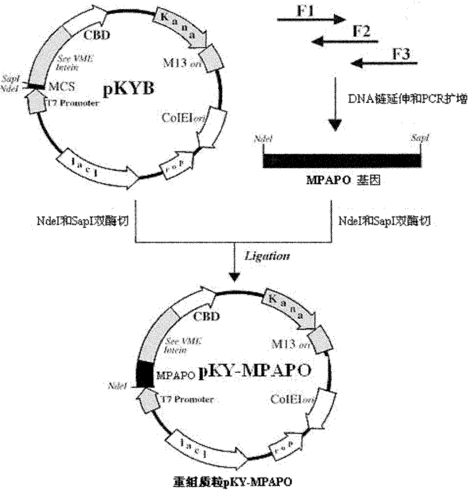 High-stability PAC1 type receptor specific agonist MPAPO and preparation method and application thereof