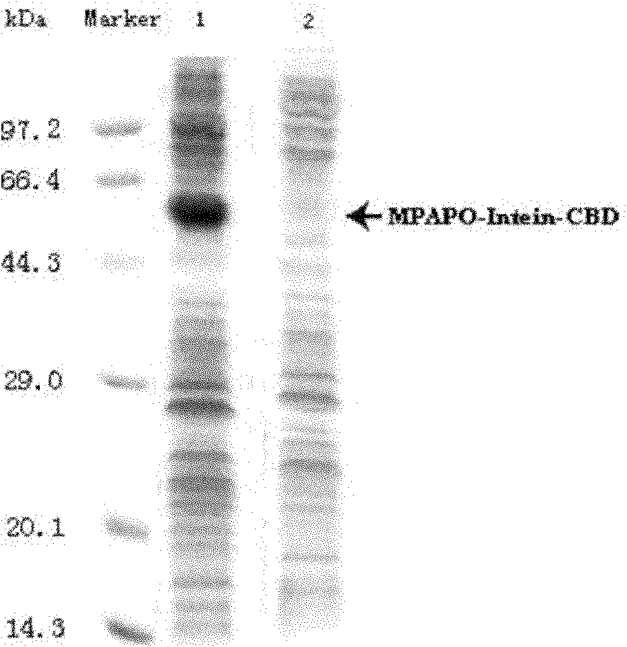 High-stability PAC1 type receptor specific agonist MPAPO and preparation method and application thereof