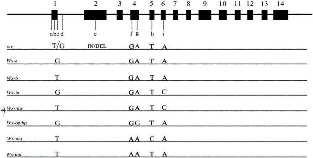 Method for identifying rice Wx-mw gene and application of rice Wx-mw gene in high-quality rice breeding