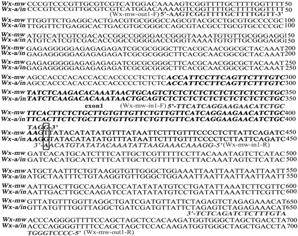 Method for identifying rice Wx-mw gene and application of rice Wx-mw gene in high-quality rice breeding