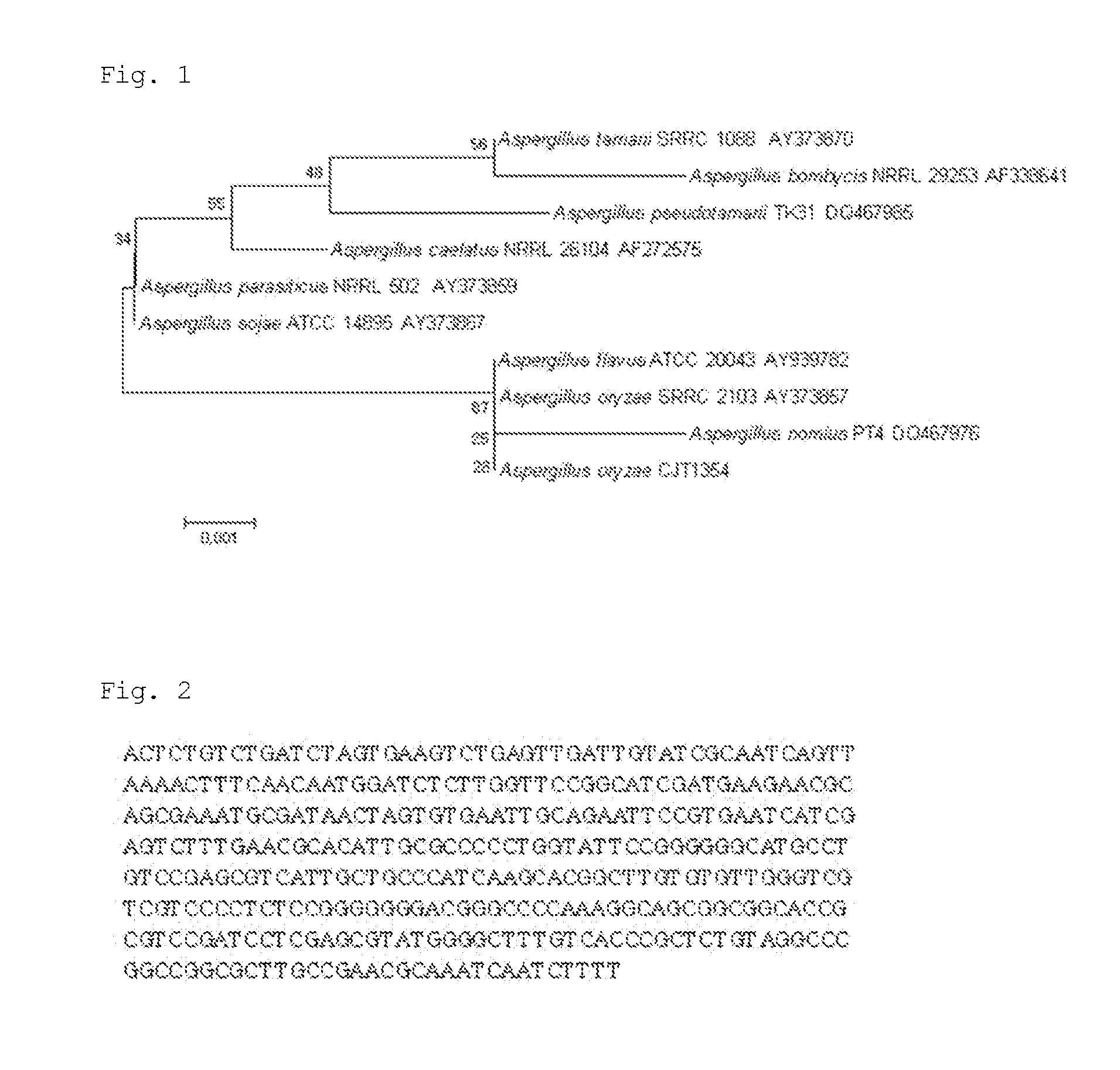 Novel Aspergillus oryzae CJ 1354 isolated from the Korean traditional meju, manufacturing method of a rice hot pepper paste using the same and the rice hot pepper paste prepared by the method