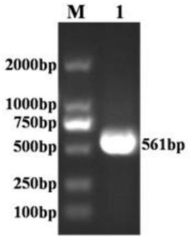 Construction method of toxoplasma gondii SAG2 gene and ROP9 gene recombinant adenovirus, recombinant adenovirus and application