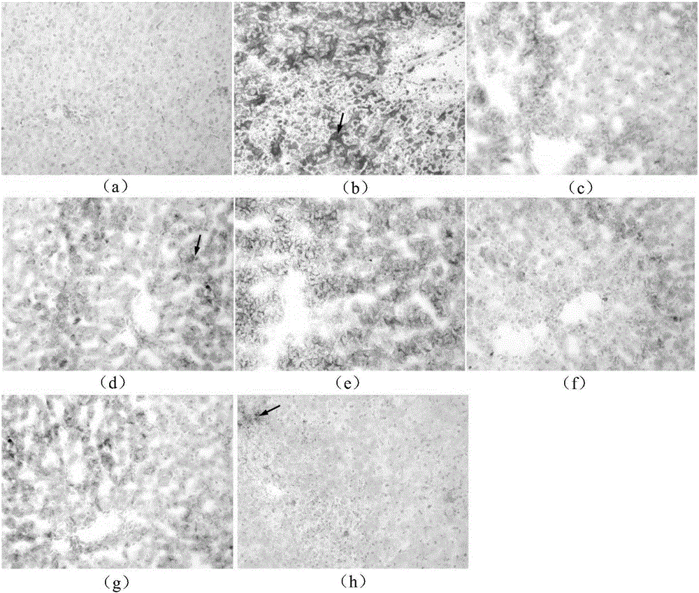 Lotus leaf composition and application thereof