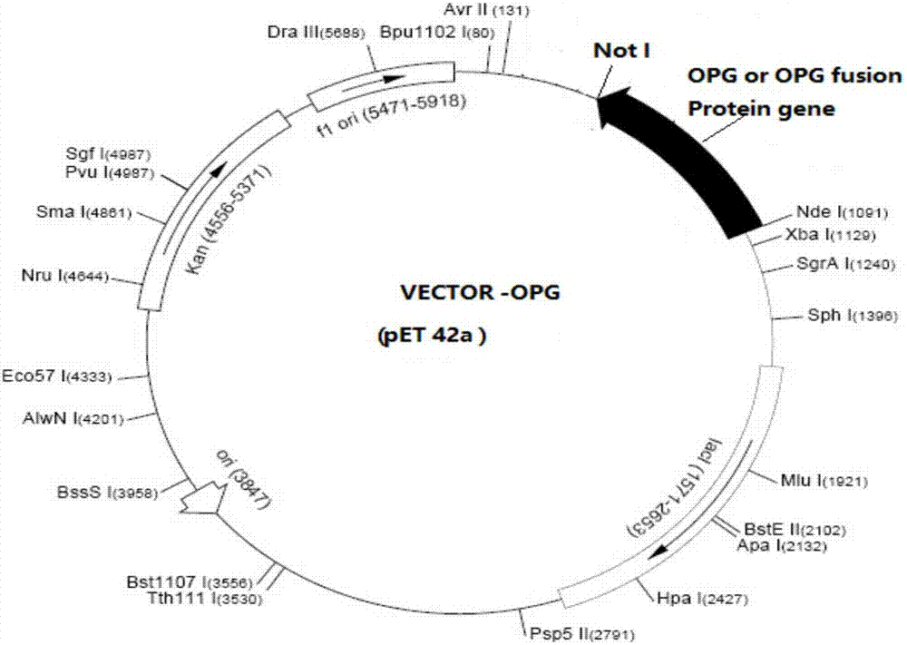 A glucagon-like peptide-1 receptor agonist fusion protein and applications thereof