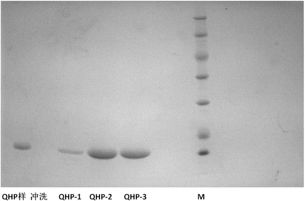 A glucagon-like peptide-1 receptor agonist fusion protein and applications thereof