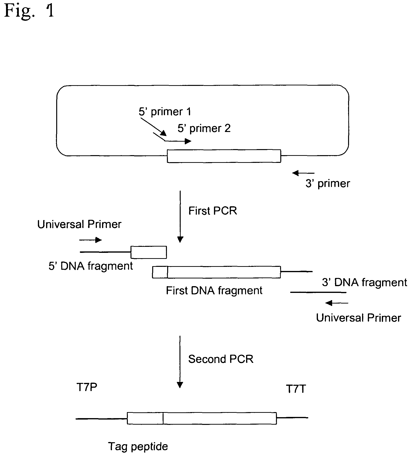 Process for producing template DNA and process for producing protein in cell-free protein synthesis system with the use of the same