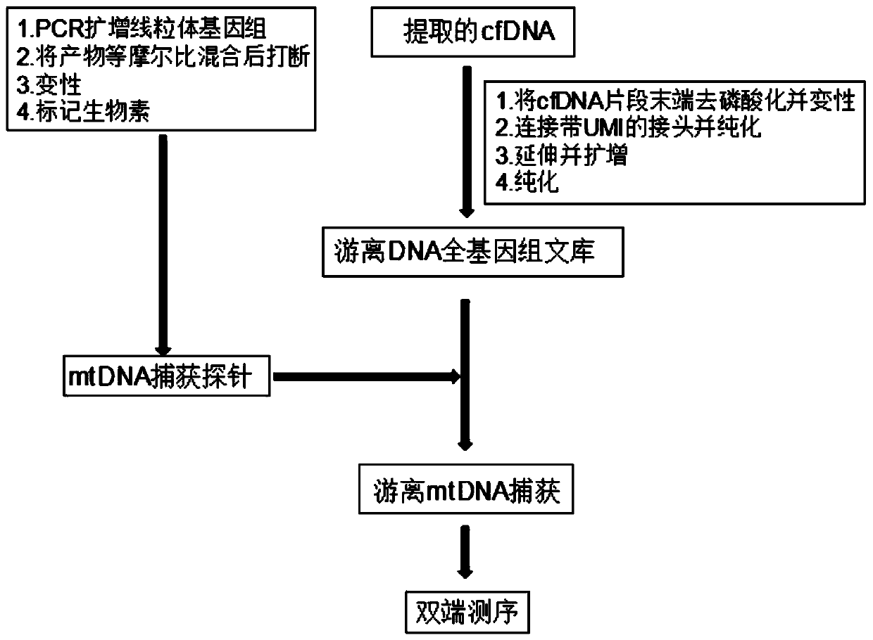 Free mitochondrial DNA mutation detection technique based on bibasic sequencing technique