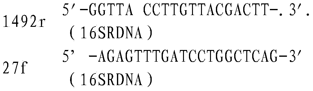 Probiotic separated from intestinal tracts and application thereof