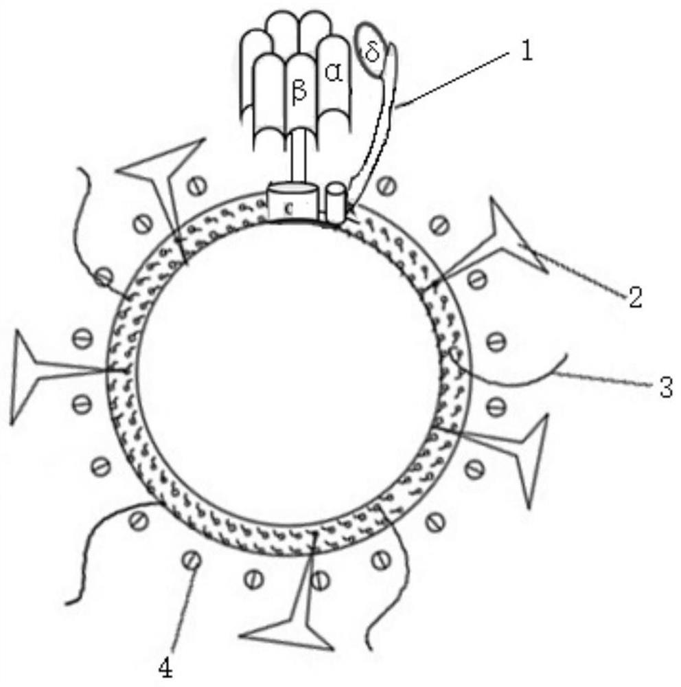 Molecular motor lipid vesicle composition as well as preparation method and application thereof