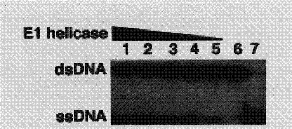 Compound for preventing and treating human papillomavirus infection disease and screening method of compound