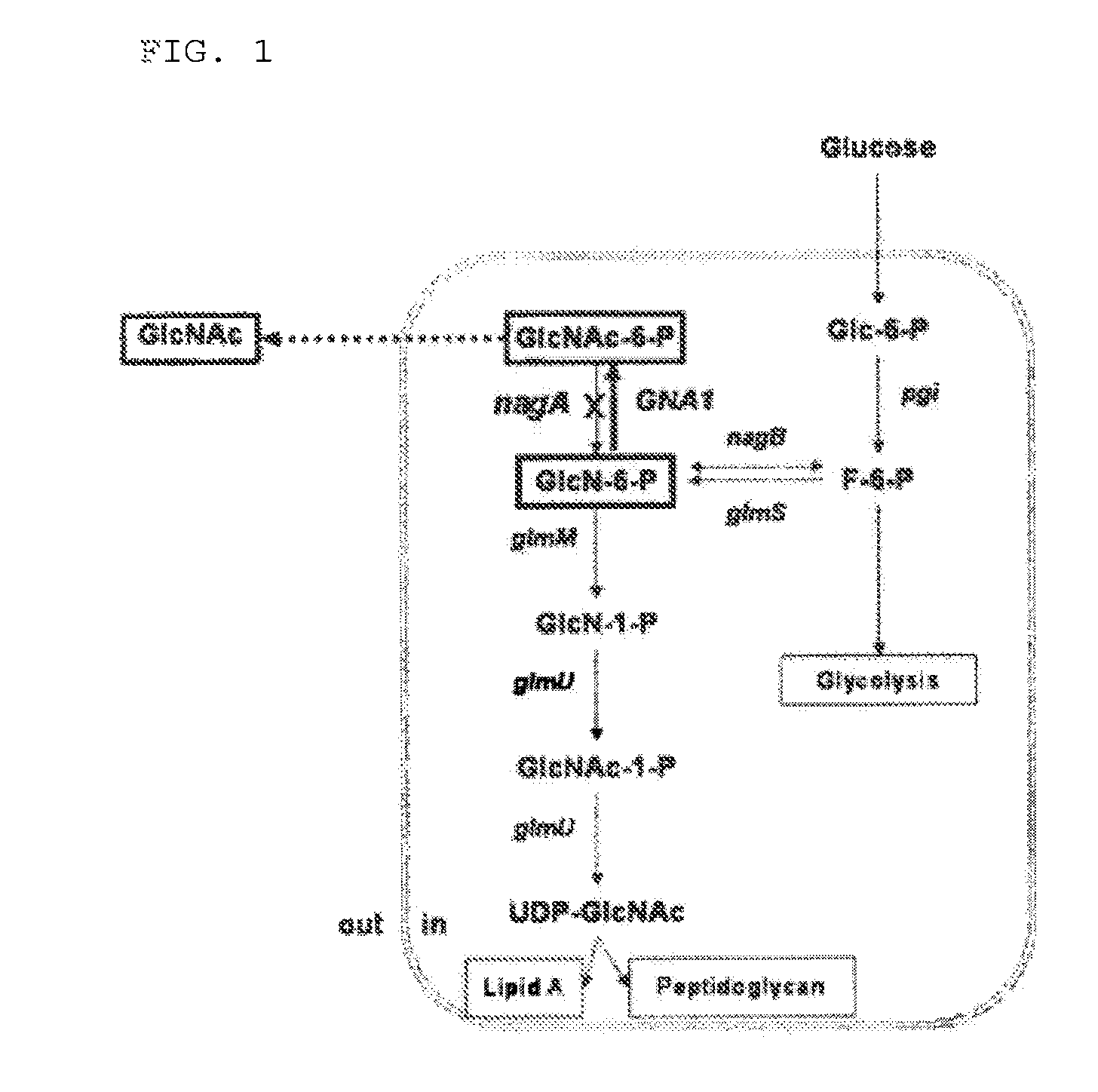 <i>Corynebacterium </i>genus microorganism having ability to produce N-acetyl glucosamine and method for producing N-acetyl glucosamine or glucosamine using the same