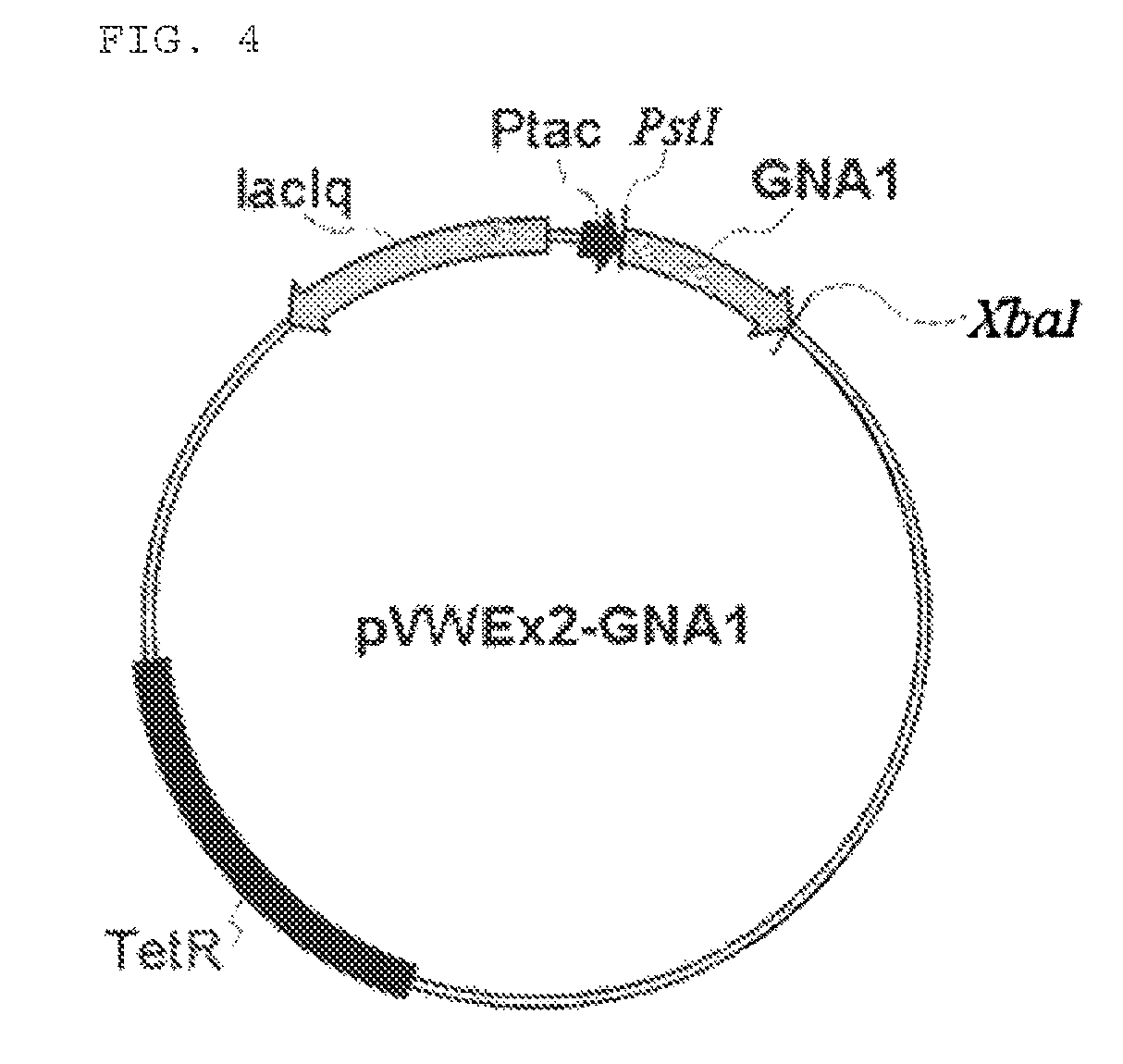 <i>Corynebacterium </i>genus microorganism having ability to produce N-acetyl glucosamine and method for producing N-acetyl glucosamine or glucosamine using the same