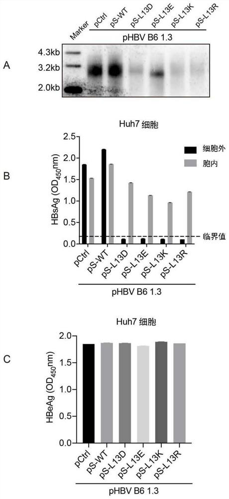 Hepatitis B virus surface protein mutant and application thereof in resisting hepatitis B virus