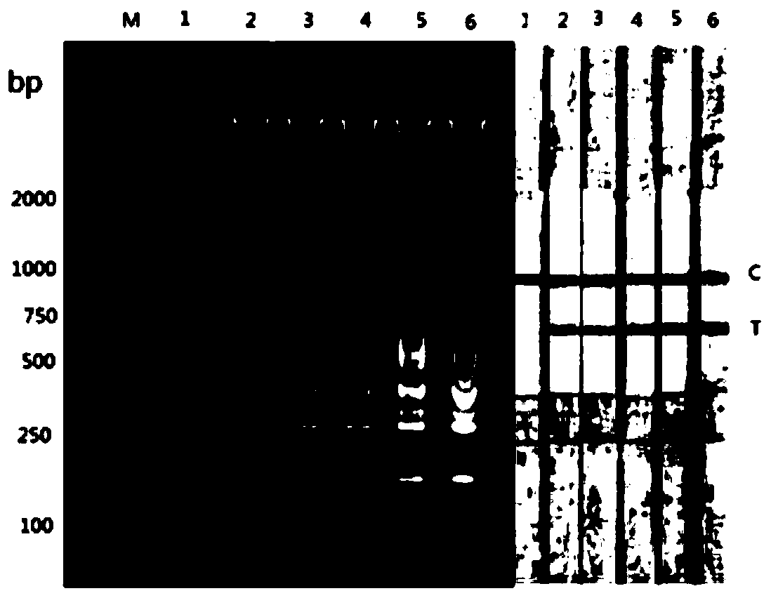 Primer-probe set for detecting herpesvirus cyprini II, kit and application