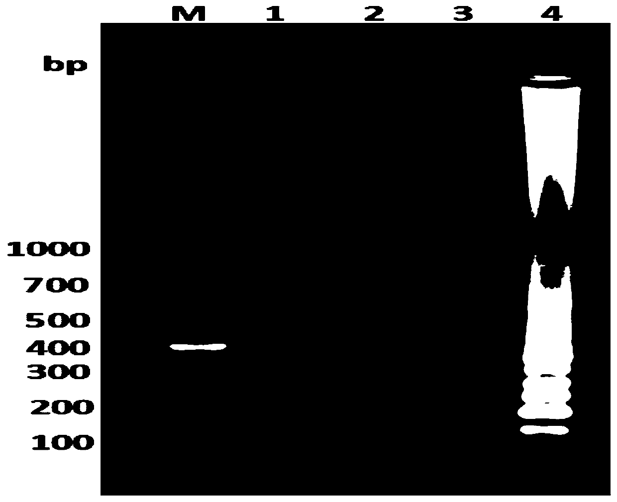 Primer-probe set for detecting herpesvirus cyprini II, kit and application