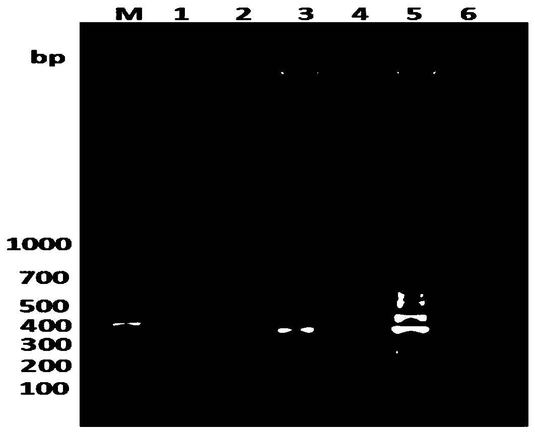 Primer-probe set for detecting herpesvirus cyprini II, kit and application