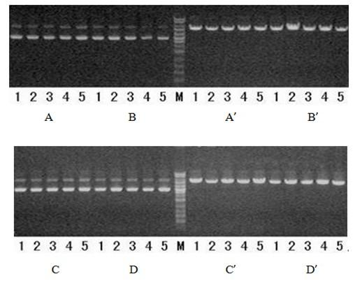 shRNA capable of inhibiting replication and infection of Japanese encephalitis virus and application thereof