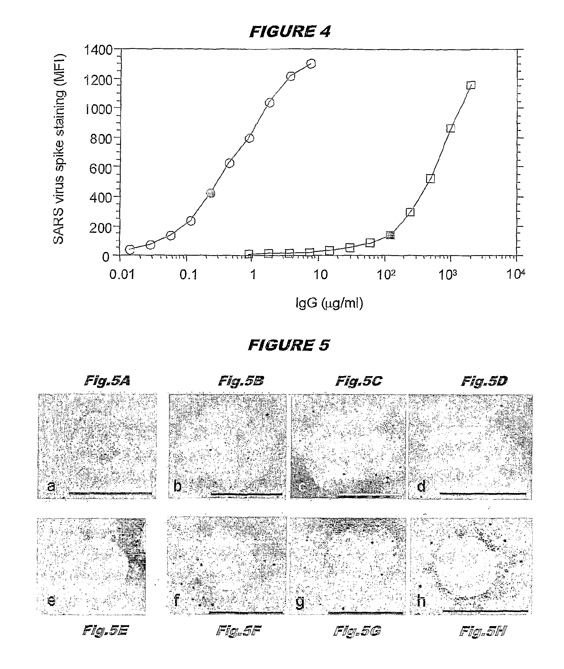 Monoclonal antibody production by EBV transformation of B cells