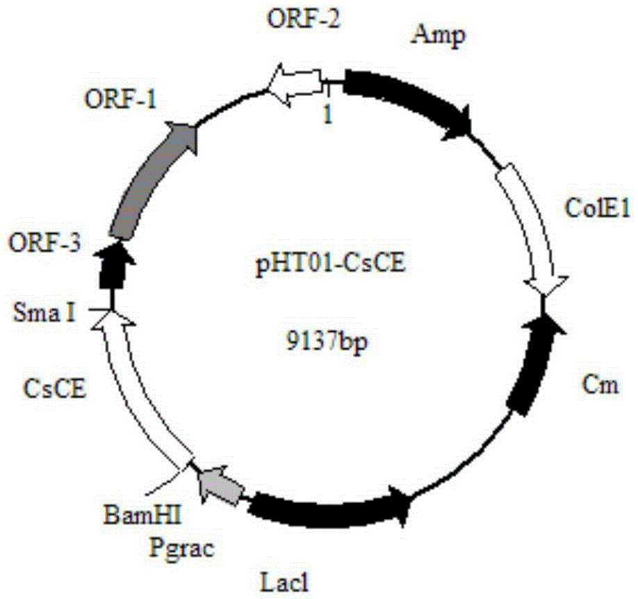 Bacillus subtilis gene engineering strain, construction method thereof and application in lactulose production