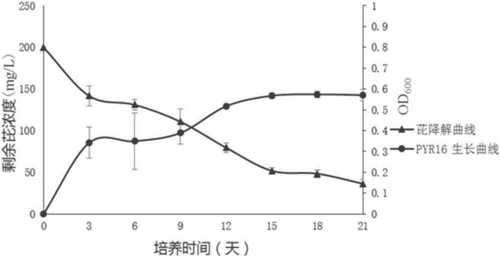 Pantoea sp. for degrading polycyclic aromatic hydrocarbon organic pollutants