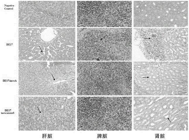 Avian pathogenic escherichia coli strain and application thereof in vaccine preparation