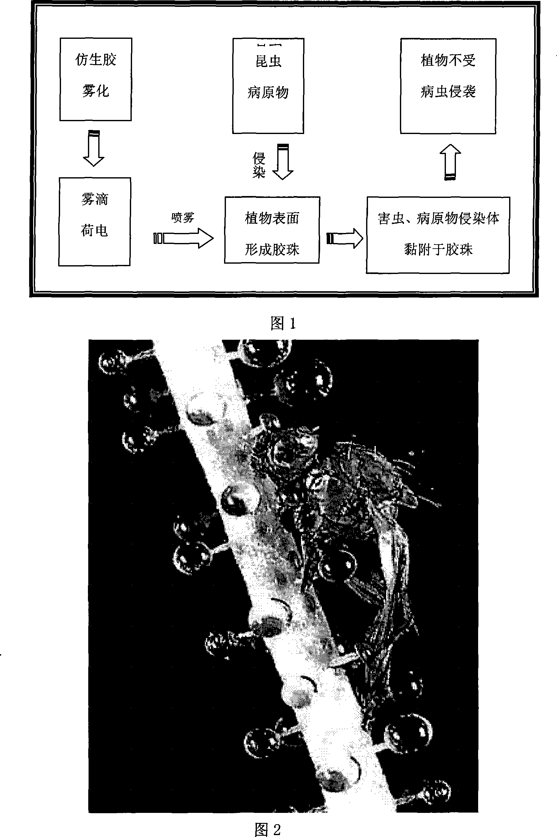 Method for preventing and controlling plant diseases and pests by utilizing bionics principle