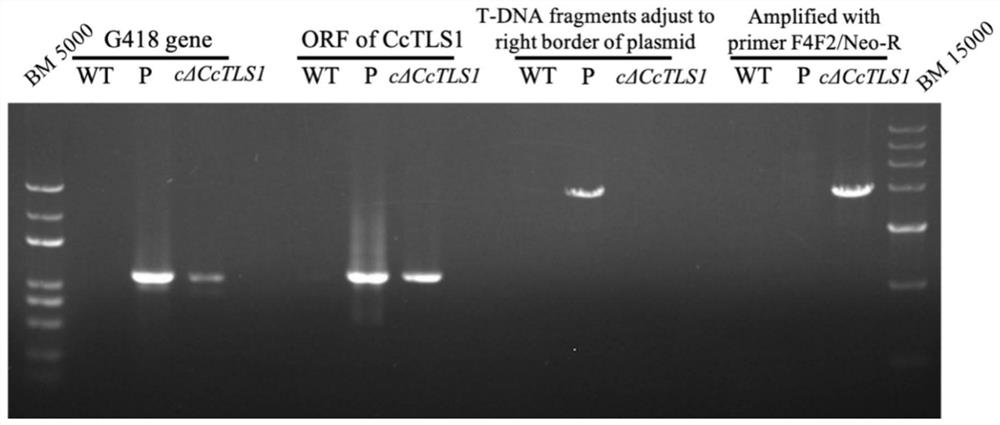 Corynespora cassicola CcTLS1 protein, coding gene and application thereof