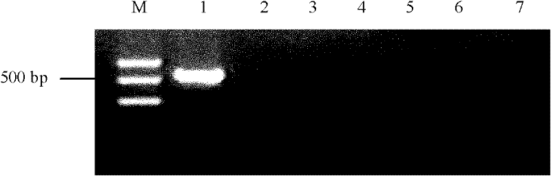 Fluorescence quantitative polymerase chain reaction (PCR) detection method and detection kit for phytophthora capsici leonian