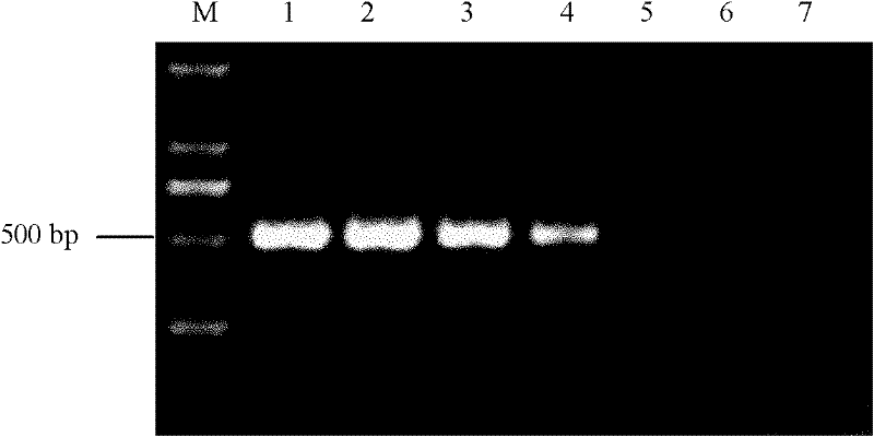 Fluorescence quantitative polymerase chain reaction (PCR) detection method and detection kit for phytophthora capsici leonian