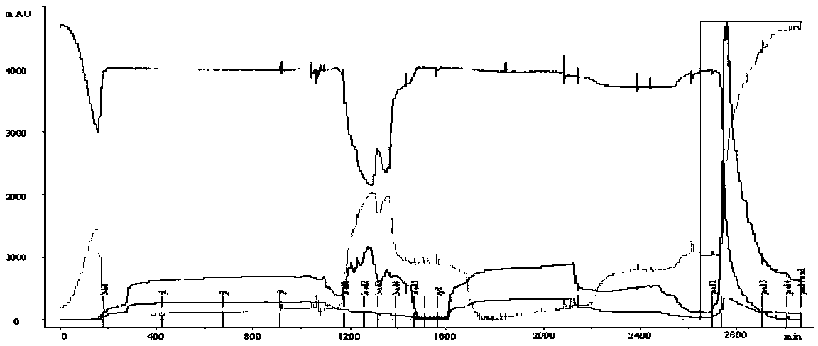 Purification process for expressing tandem protein by pichia pastoris