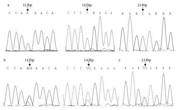 Method for detecting mutation polymorphism of 5 basic groups in gene coding region of goat growth hormone