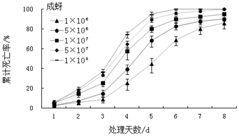 A strain of Beauveria bassiana and its application