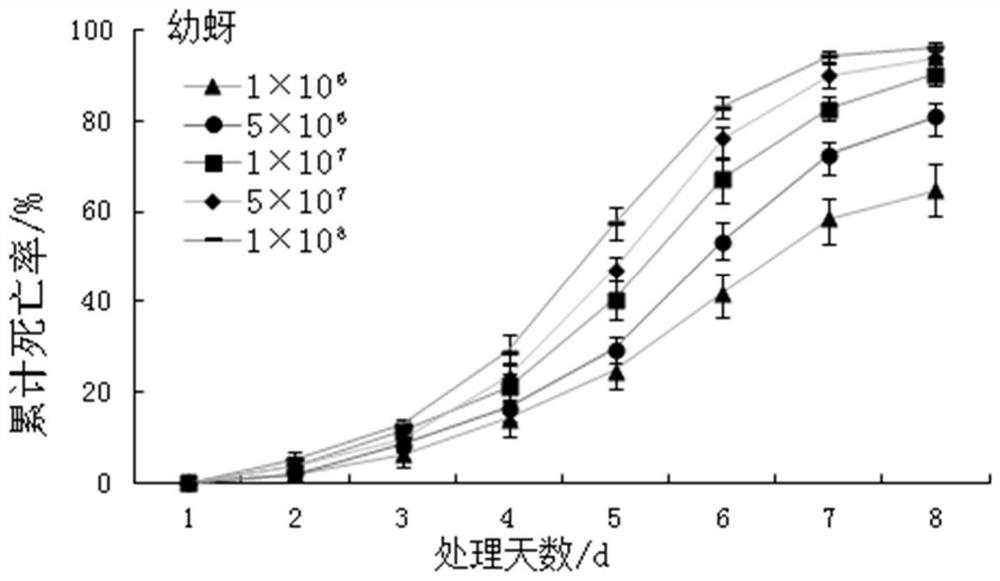 A strain of Beauveria bassiana and its application