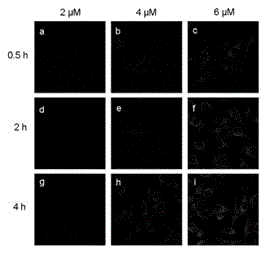 Lysosome targeted fluorescent probe and preparation method and application thereof