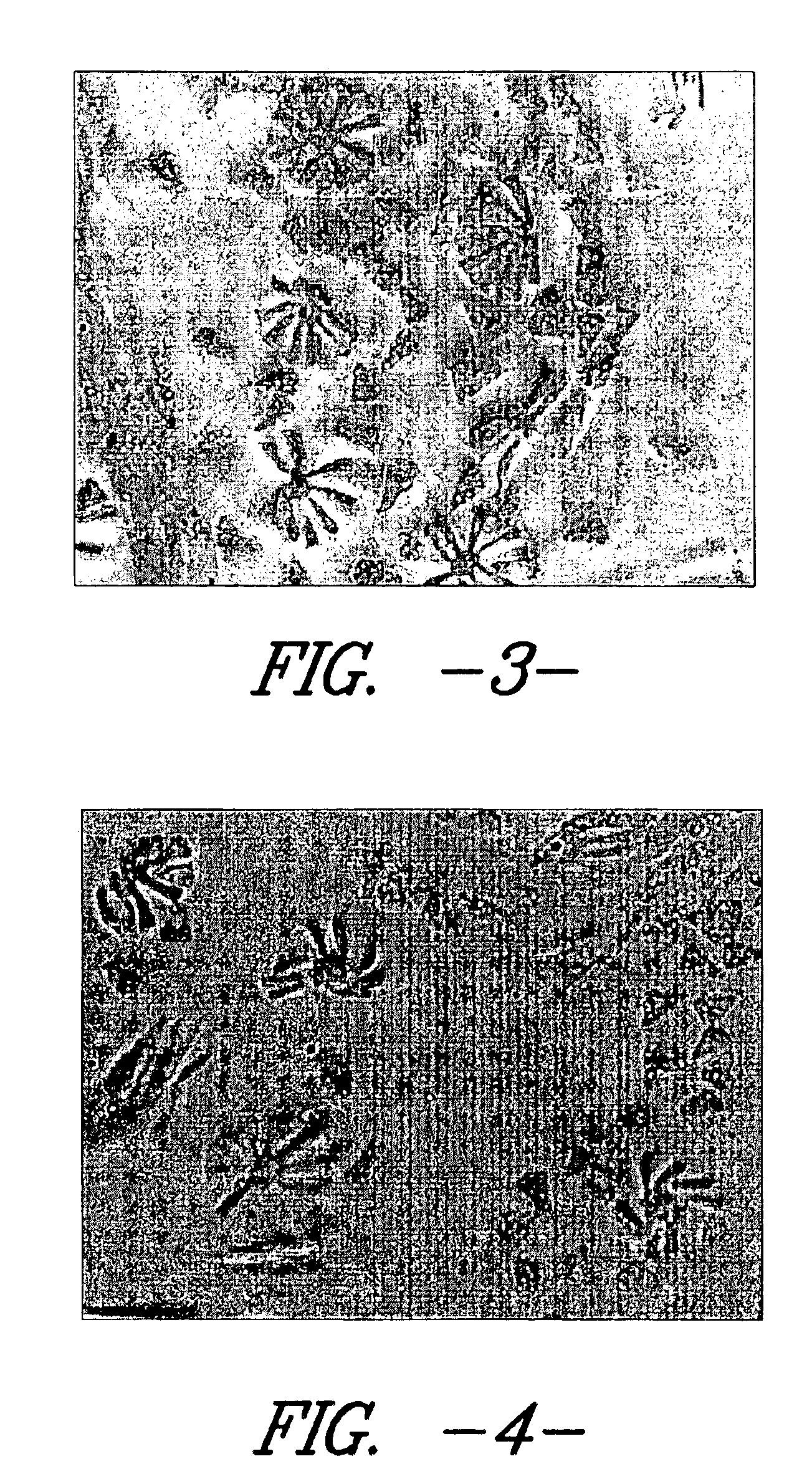 Process for enhancing the absorbency of a fabric having conjugate yarns