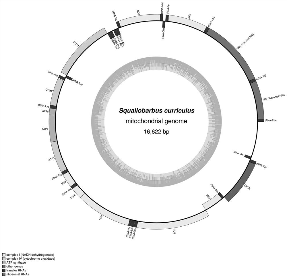 Primers and amplification method for complete sequence amplification of mitochondrial genome of Cyprinidae