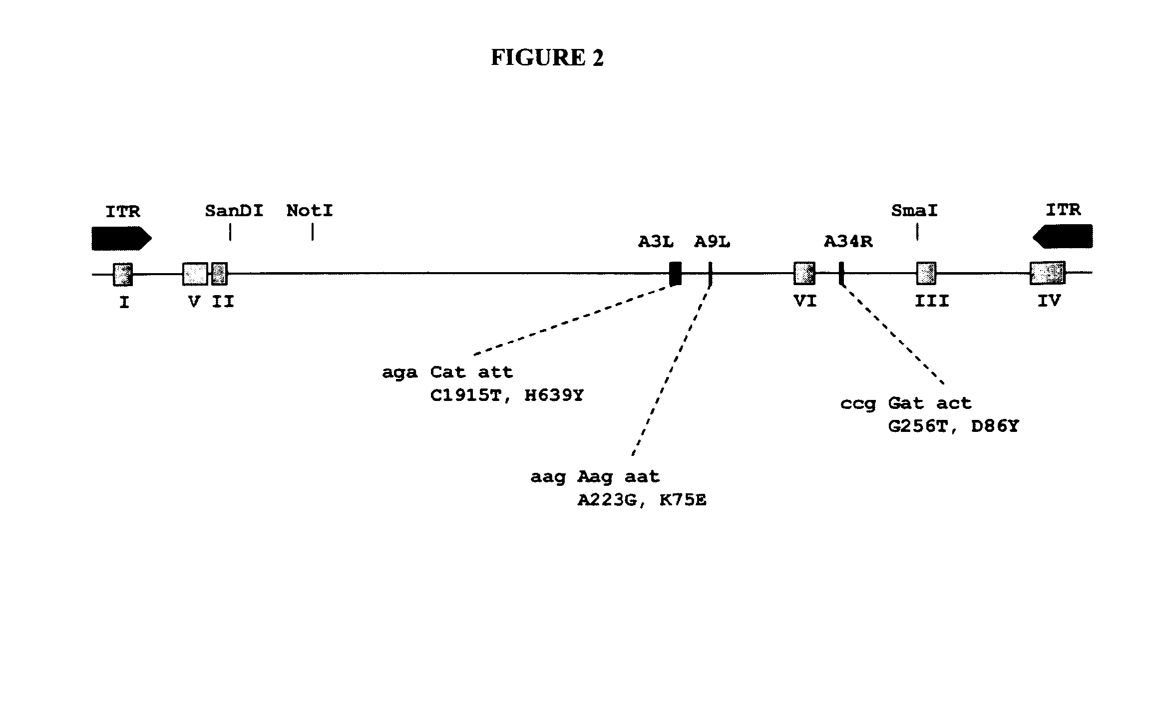 Novel MVA Virus and Uses Thereof