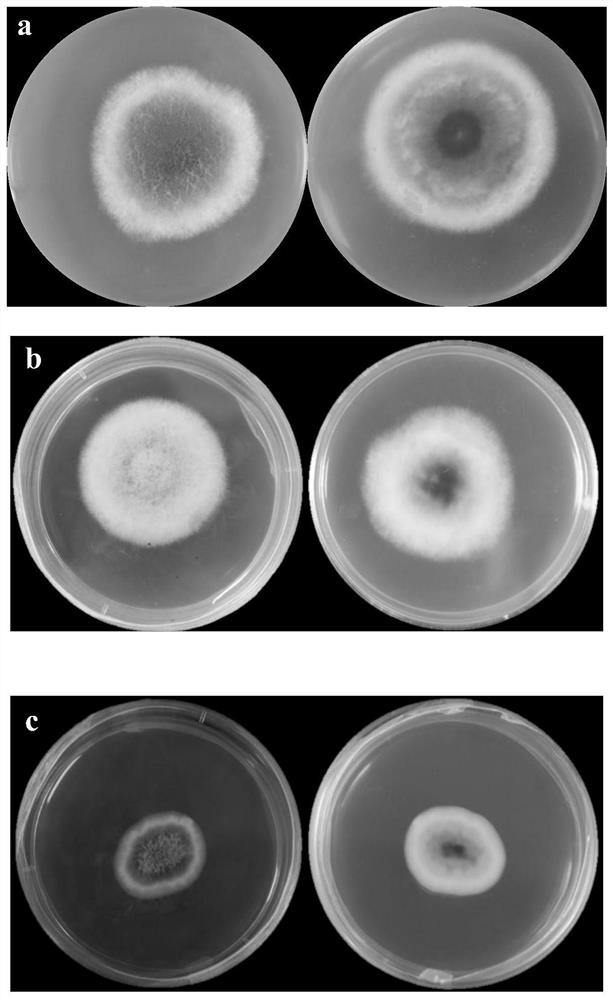 Endophytic strains with high camptothecin yield and application thereof