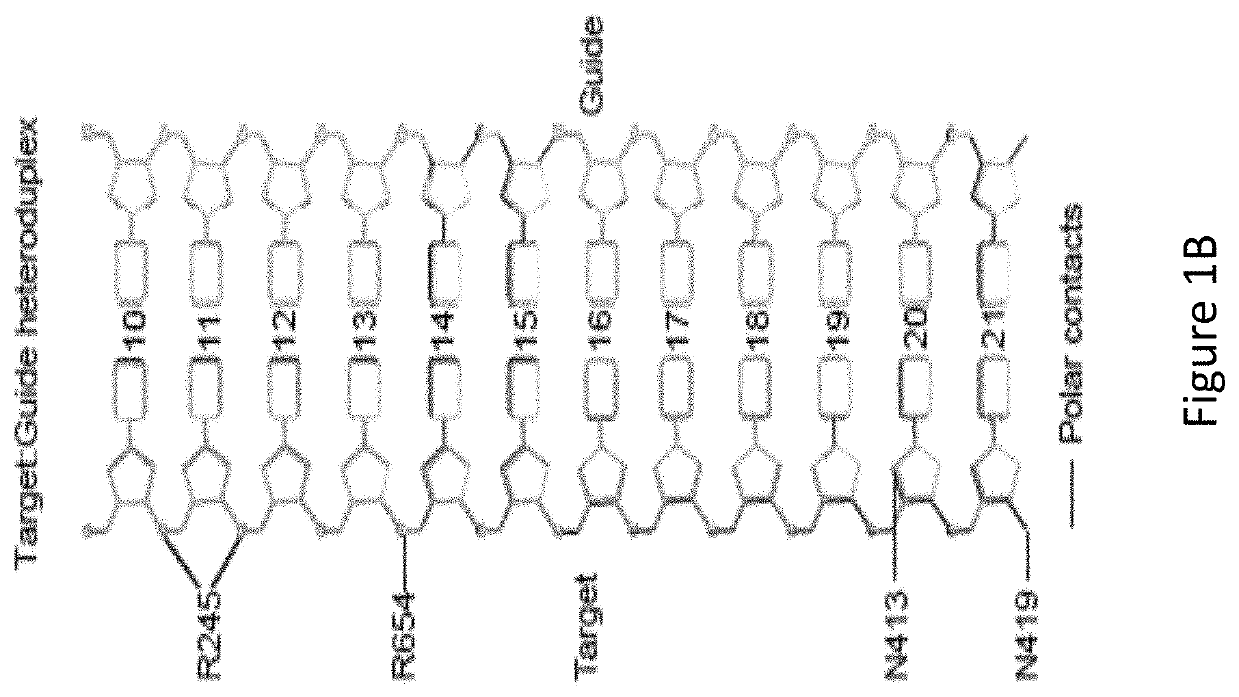 Modified protein and method for altering genome of cell