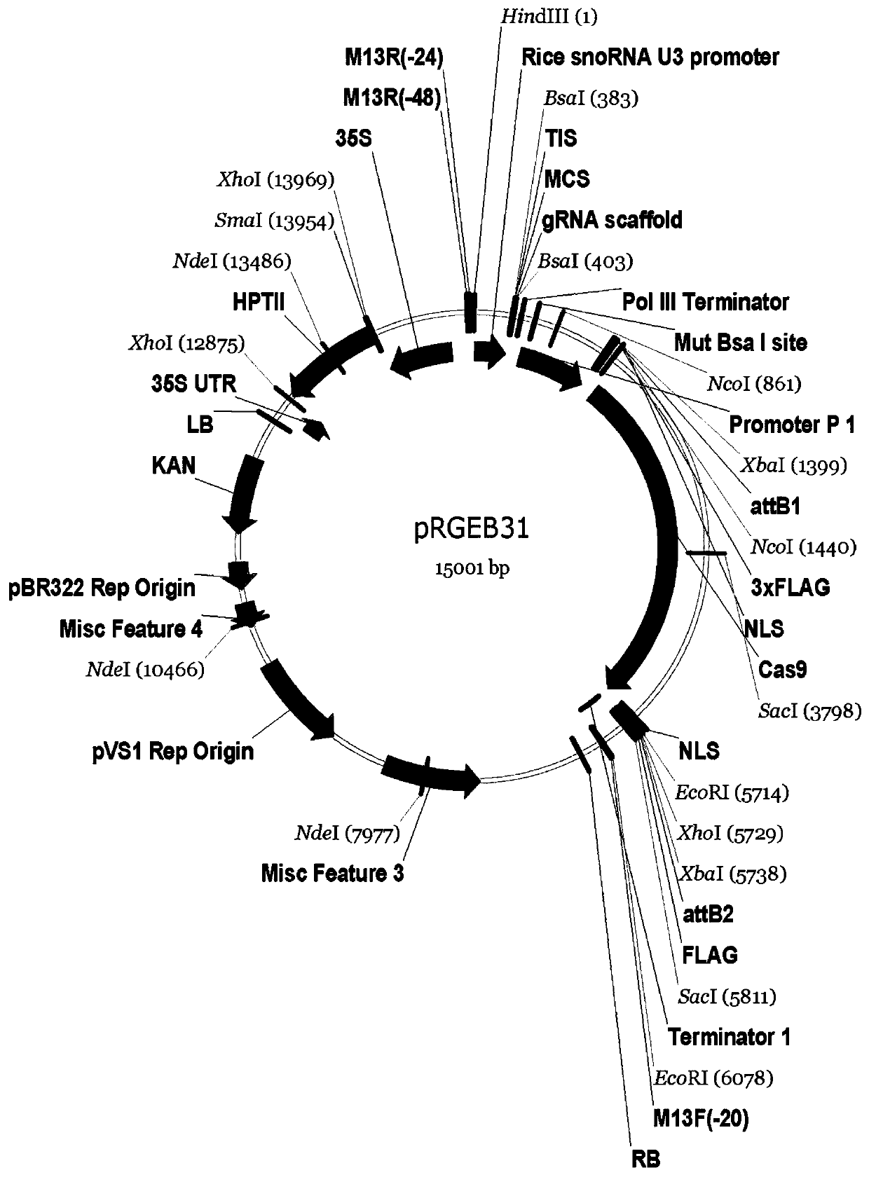 Brassica napus gene BnTNLR1, and application thereof in resisting sclerotinia sclerotiorum