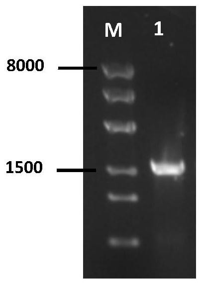 Recombinant plasmid, recombinant gene VII type Newcastle disease virus and culture method thereof